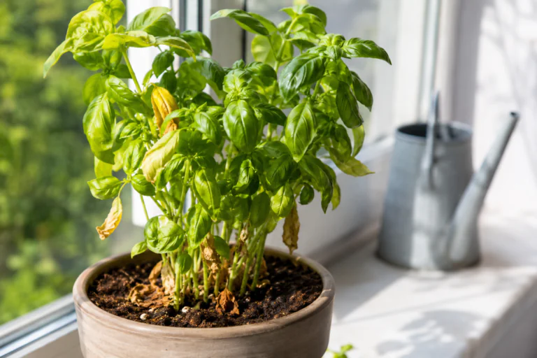 Pot de basilic près d’une fenêtre avec quelques feuilles jaunes et sèches