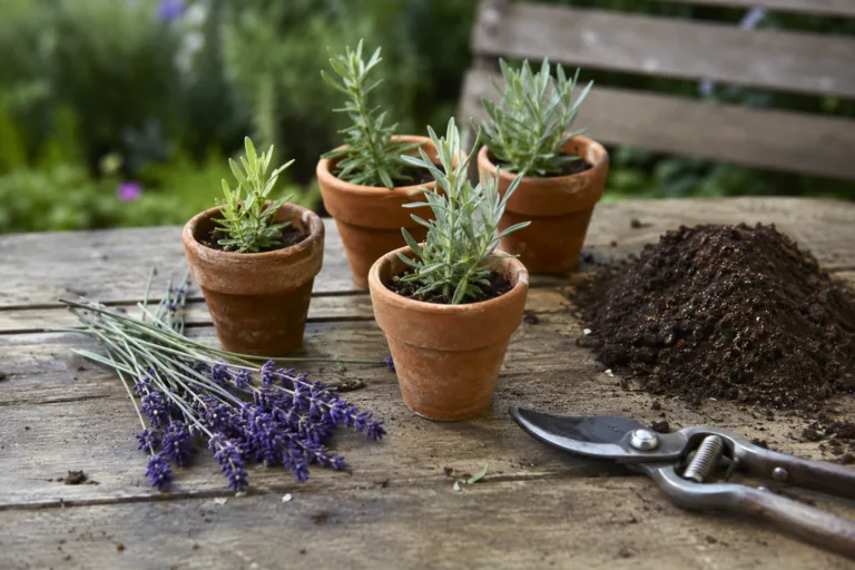 Boutures de lavande en godets sur une table de jardin