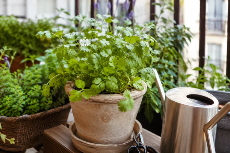 Pot de coriandre fraîche sur balcon avec arrosoir et ciseaux de jardin