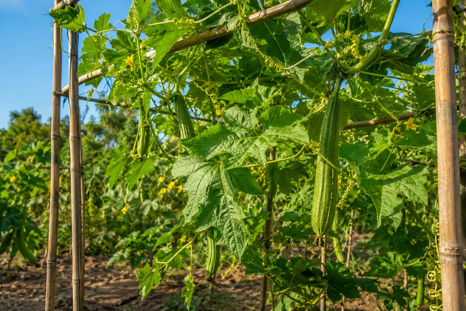 Courge luffa qui pousse sur un support au jardin