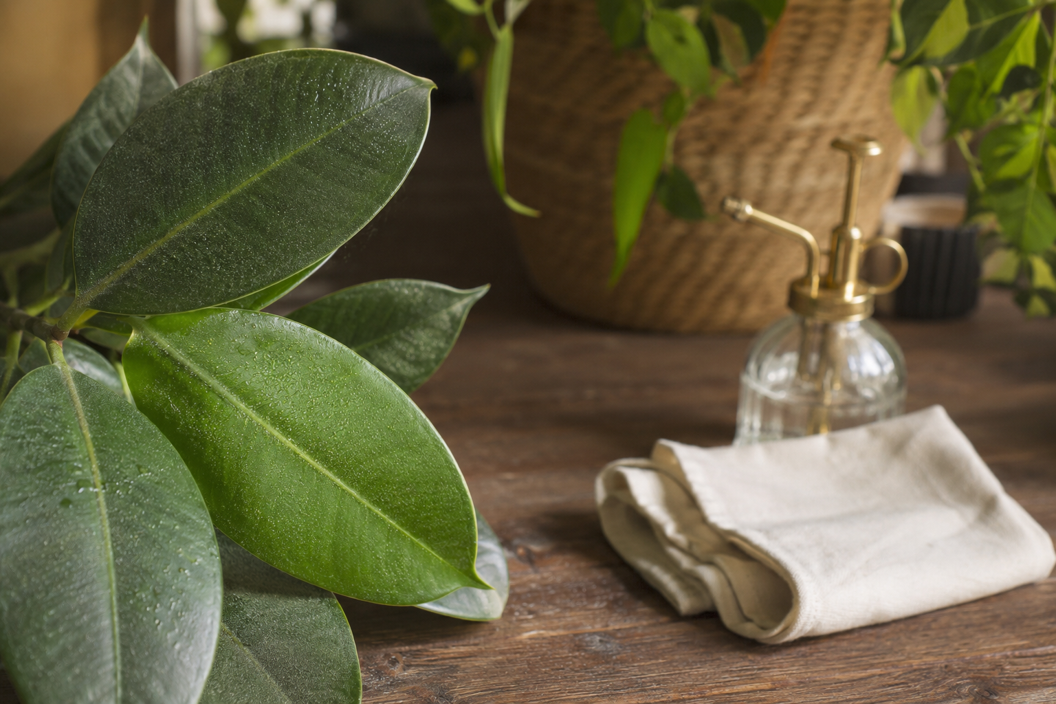 Feuilles de plantes d'intérieur avec poussière et chiffon doux