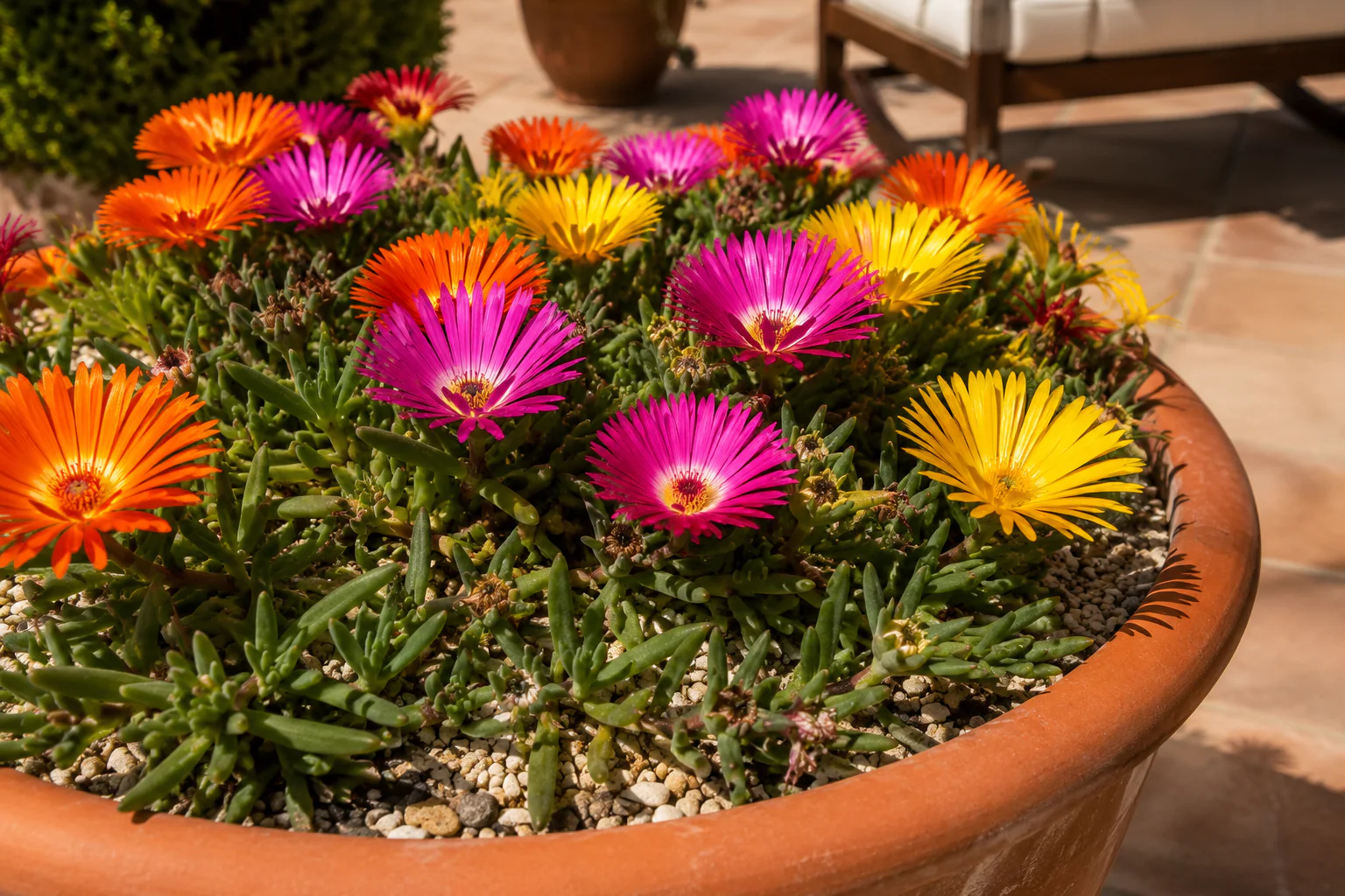 Ficoïde coloré dans une jardinière en plein soleil sur une terrasse