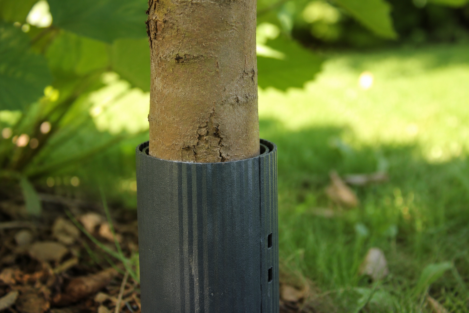 Tronc d'arbre fruitier avec protection mécanique contre le passage des fourmis
