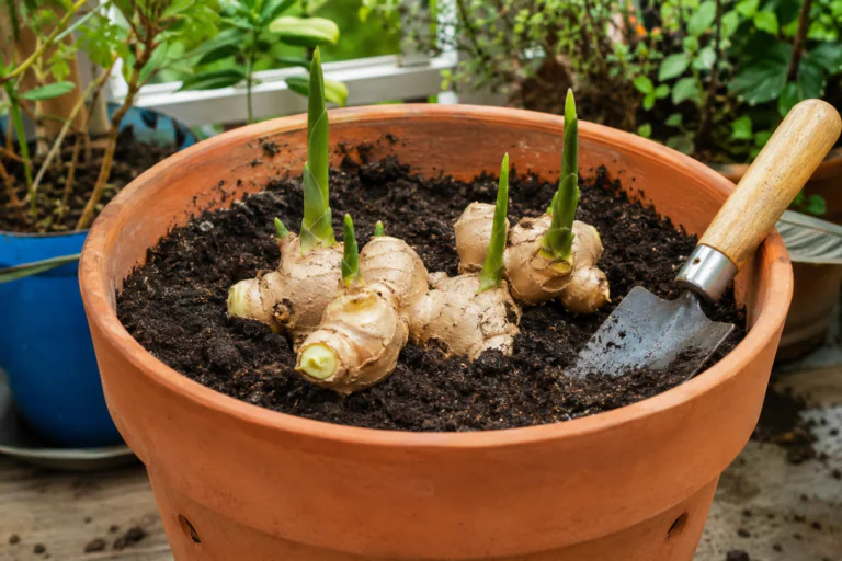 Rhizome de gingembre planté dans un pot avec jeunes pousses