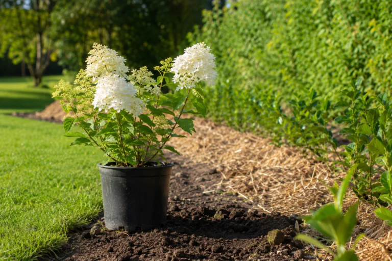 Visuel à la une montrant un hortensia paniculé près d'une haie fleurie