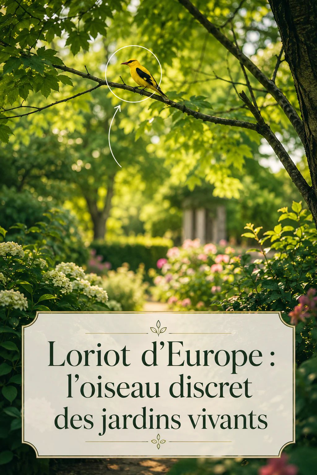 Image Pinterest avec le titre Loriot d'Europe : l'oiseau discret des jardins vivants