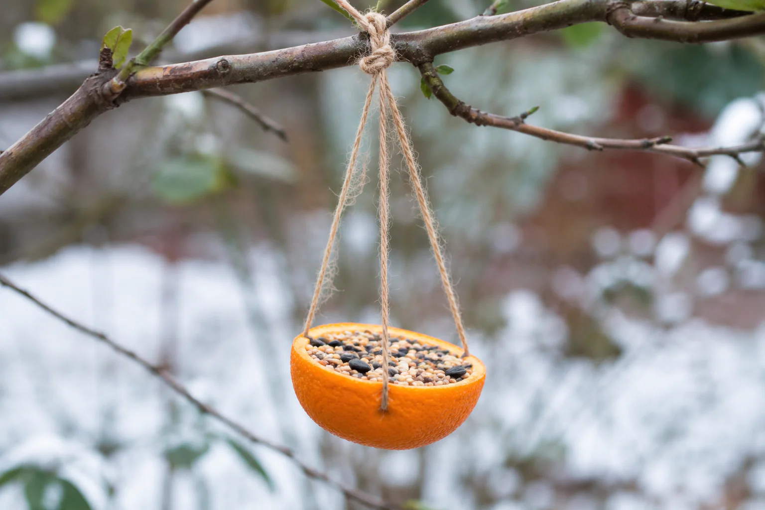 Mangeoire maison pour oiseaux remplie de graines et suspendue dans un jardin