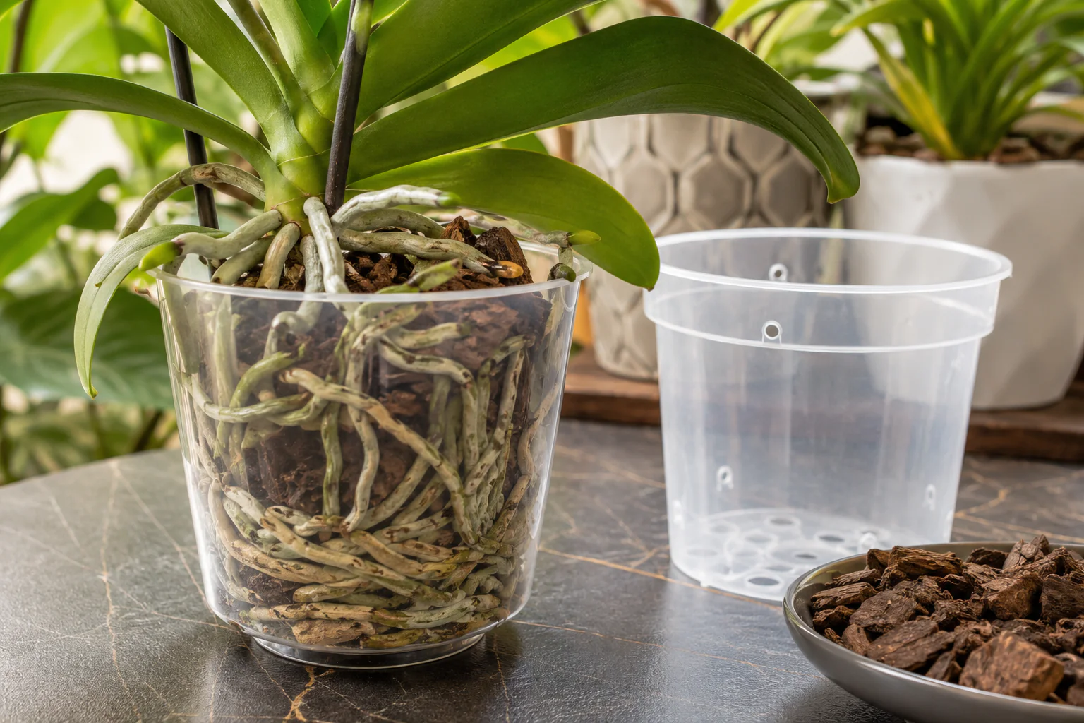 Orchidée dans un pot transparent avec racines serrées et substrat d'écorce